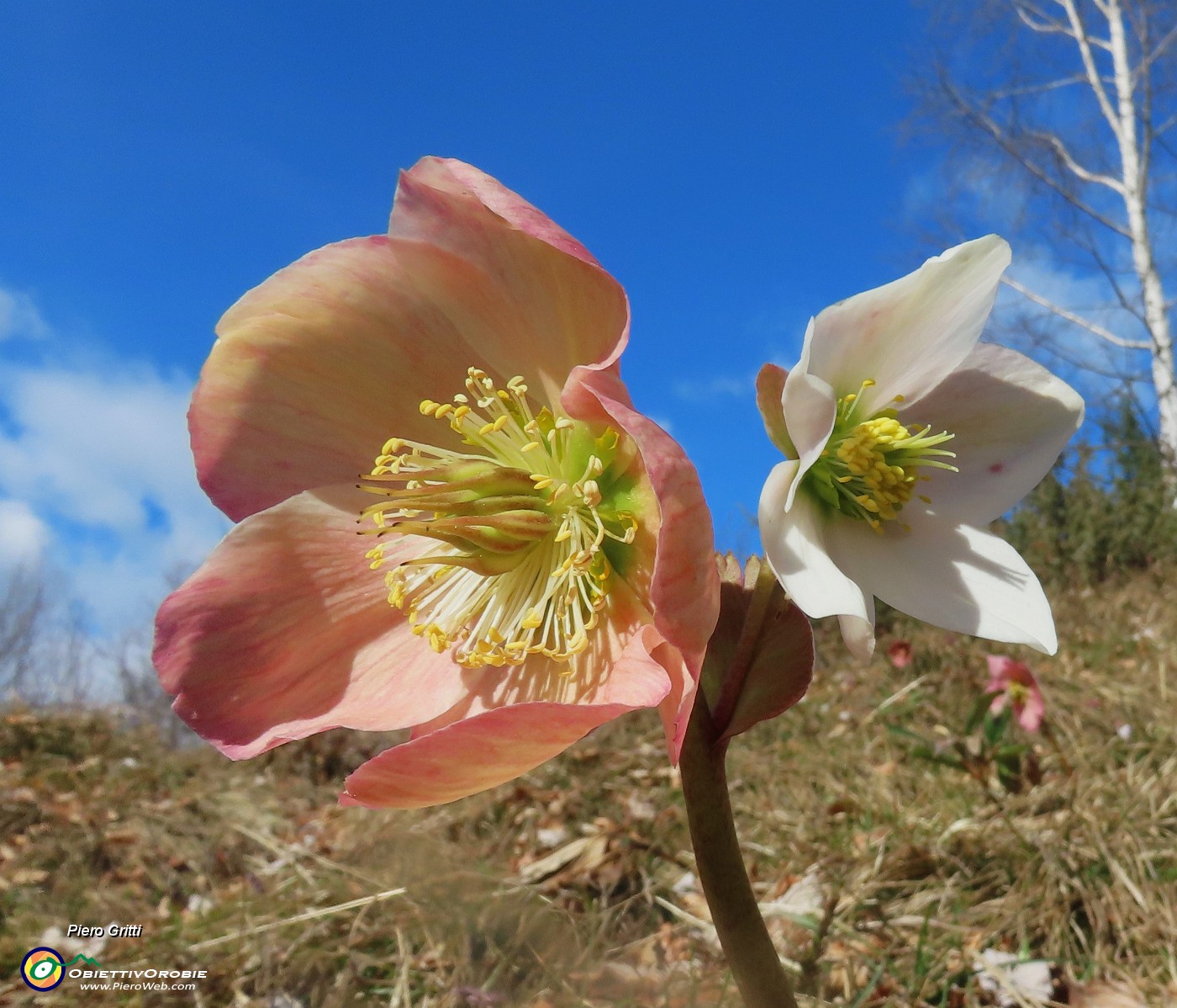 52 Helleborus niger (Ellebori) verso la fruttescenza.JPG